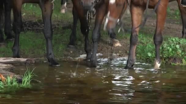 Static Mid Shot Horses Drinking Water Lake — Stock Video