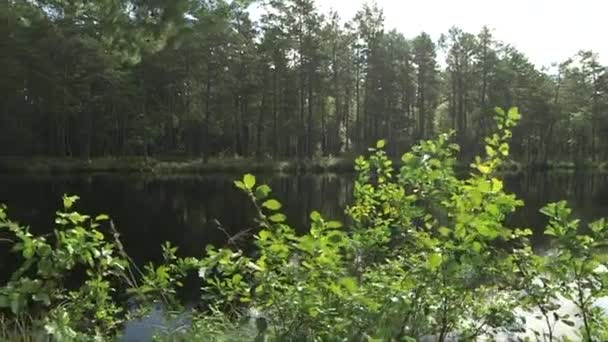 Sledování Pan Záběr Krajiny Lesního Jezera — Stock video