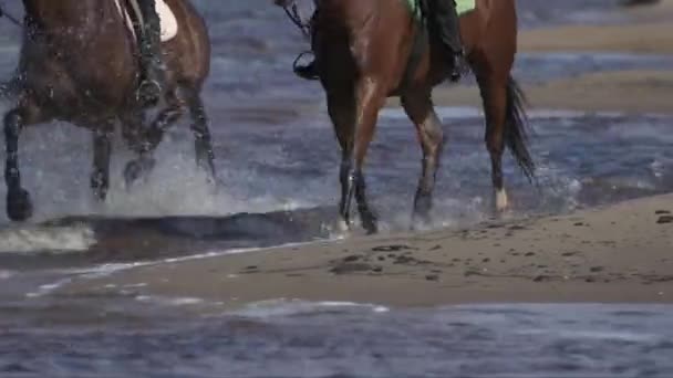 Rastreamento Tiro Cavalos Pés Espirrando Água Mar — Vídeo de Stock