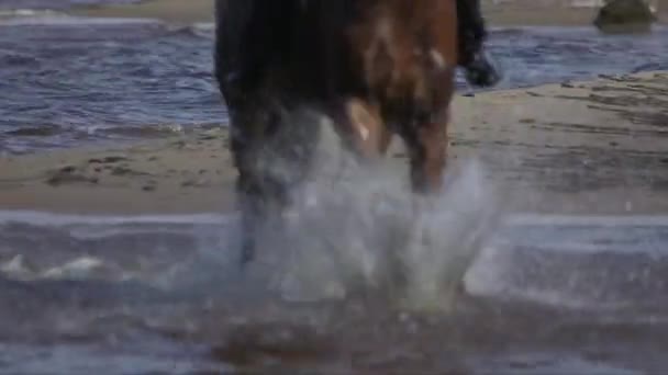 馬の足が海に水を撒き散らし — ストック動画