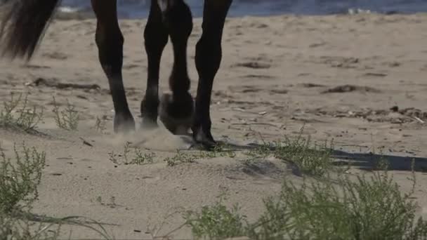 Tracking Shot Dei Piedi Dei Cavalli Che Affondano Nella Sabbia — Video Stock