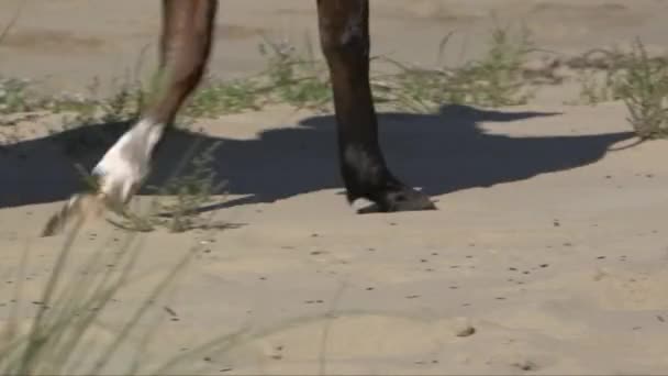 Spårning Skott Hästarna Fötter Sjunker Ner Stranden Sand När Det — Stockvideo