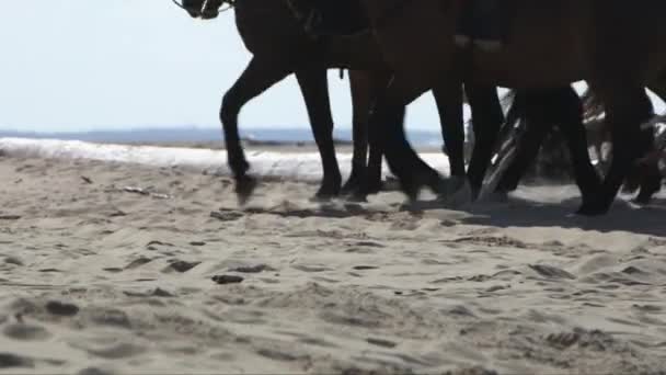 Sahilde Yürürken Atların Ayaklarının Kumsala Batışının Görüntüsü — Stok video