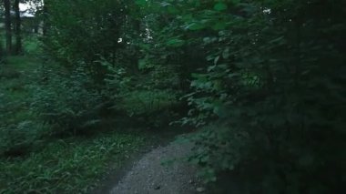 Karanlık bir ormanın gizemli bir görüntüsü. Korkutucu, ürkütücü.