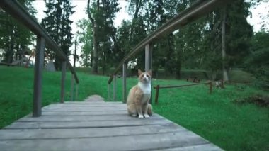 Bir kedinin kaldırım köprüsündeki hareketli çekimini kapat ve gerin.