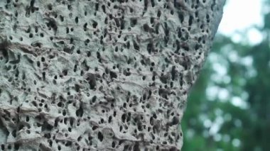 Gri kumtaşı kayalıklarındaki arı mağaralarının görüntülerini kapatıyoruz.