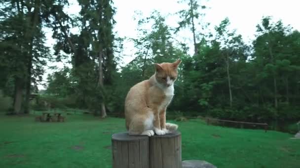 Střední Steadicam Záběr Zázvoru Bílé Kočky Pohodlně Sedí Dřevěné Tyči — Stock video