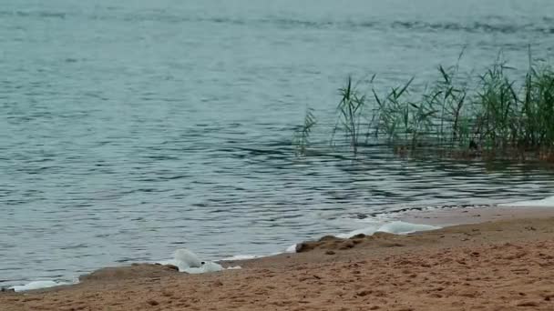Статический Средний Снимок Берега Озера Пляжным Песком Тростниковыми Ветровыми Волнами — стоковое видео