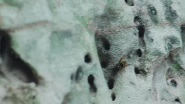 Макрос После Снимка Осы Ищущей Диких Пчел Скальных Пещерах Серый — стоковое видео