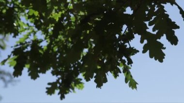 Gökyüzüne karşı meşe yapraklarının çekimleri.