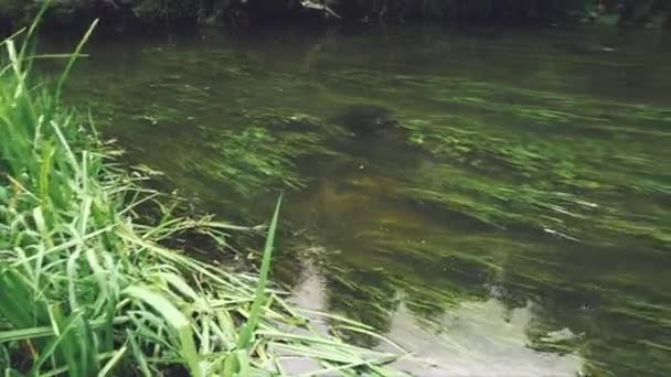 Tiro Panorámico Del Río Del Bosque Lleno Hierbas Submarinas Agua — Vídeo de stock