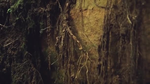 在沙岩悬崖边悬吊着的植物根的近照 — 图库视频影像