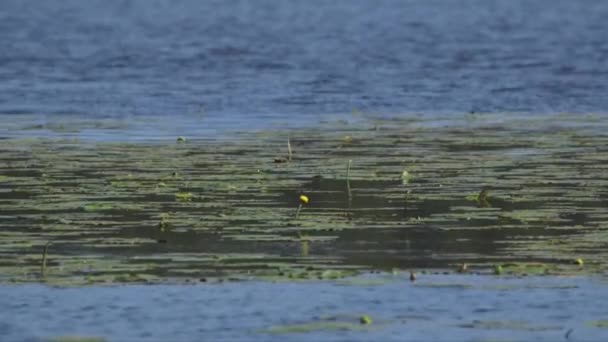 湖の真ん中の睡蓮の芽の静的なワイドショット 水の波紋 — ストック動画