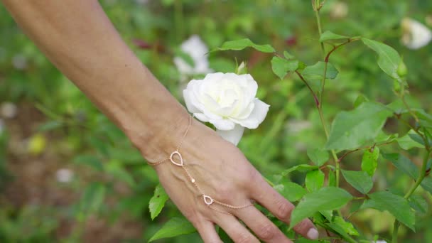 Estático Close Tiro Mão Uma Mulher Tocando Suavemente Uma Flor — Vídeo de Stock