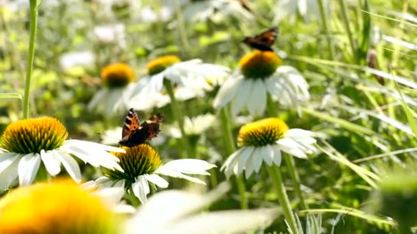 Ručně Držené Makro Záběr Bílé Echinacea Coneflower Pestrobarevnými Motýly Zpomalený — Stock video