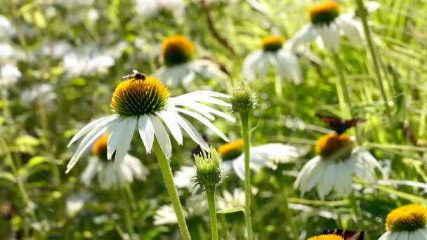 Statik Makro Beyaz Ekinezya Koni Çiçeği Çeşitli Kelebekler Arı Yavaş — Stok video