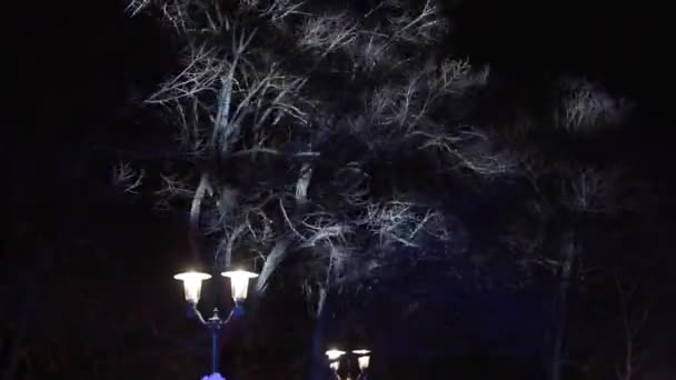 Панорамний Широкий Знімок Світлового Шоу Деревах Парку Вночі — стокове відео
