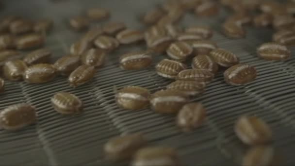 Bir Şeker Fabrikasındaki Konveyör Hattında Kahverengi Çikolatalı Karamel Şekerlemelerinin Statik — Stok video