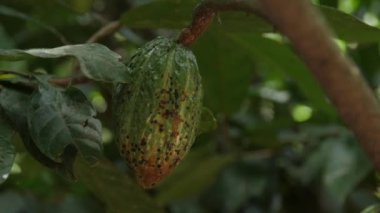 Peru ormanındaki bir ağaç dalında yeşil kakao meyvesinin yakın çekim görüntüsü.