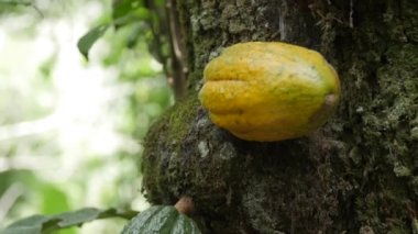 Peru ormanındaki ağaç gövdesindeki sarı olgun kakao meyvesinin yakın plan çekimi.