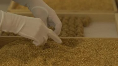 Pasta şefinin çikolatalı topları ezilmiş fındık kutusundan çıkarırken çekilen statik yavaş çekim.