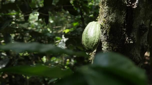 手はカカオの木の葉でペルーのジャングルの木の上で緑のカカオの実のスローモーション ミディアム ショットを開催 — ストック動画