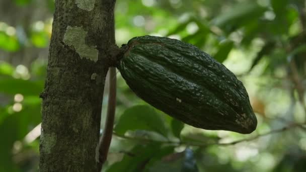 Ręka Trzymał Powolny Ruch Zbliżenie Strzał Zielony Owoc Kakao Pnia — Wideo stockowe
