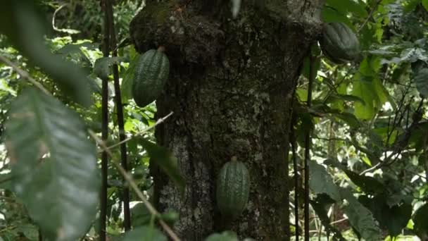 ペルーのジャングルの木の幹でいくつかの緑のカカオの実を手で撮影しました — ストック動画
