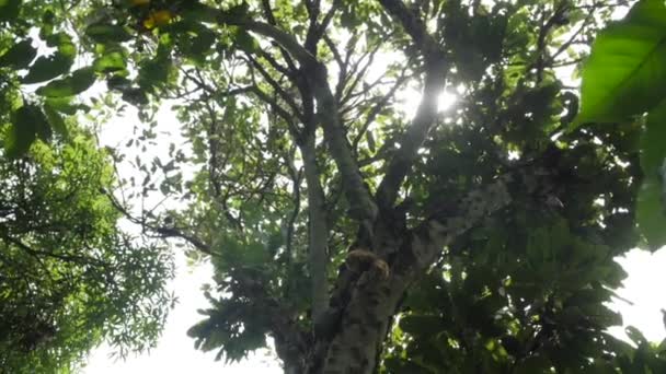 Χέρι Που Πραγματοποιήθηκε Ευρύ Πλάνο Του Cacao Δέντρο Φυλλώματα Φρούτων — Αρχείο Βίντεο