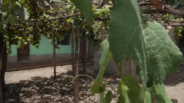 Ruka Držel Široký Záběr Farmy Peru Baldachýnem Hroznového Listí — Stock video