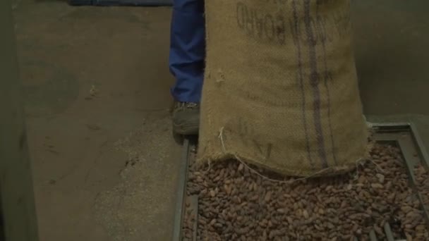 チョコレート工場で皮をむかないカカオ豆でいっぱいの小さな袋を空にしている労働者のスローモーション中出しをパンダウン — ストック動画