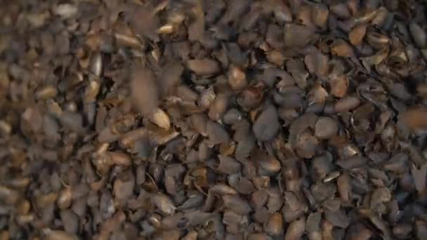 Plan Rapproché Statique Coquilles Fèves Cacao Tombant Dans Une Énorme — Video