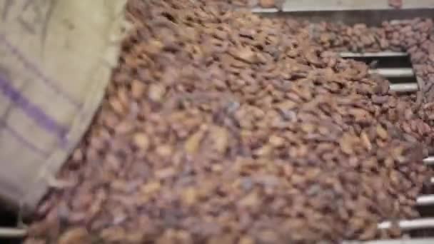 チョコレート工場で皮をむかないココア豆でいっぱいの空腹の袋を空にしている労働者のショットをドリー閉じます — ストック動画