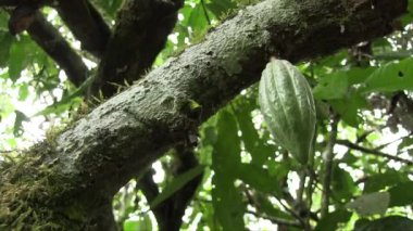 Ivorian ormanındaki bir ağaç gövdesindeki yeşil kakao meyvesinin yakın plan çekimi.