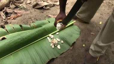 Sarı kakao meyvesinden beyaz kakao çekirdeklerini ayıklamak için pala kullanan bir adamın orta boy fotoğrafı.