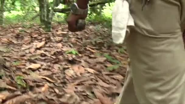 Mão Realizada Perto Tiro Homem Andando Pela Selva Com Facão — Vídeo de Stock
