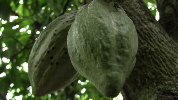 Ręka Trzymał Zbliżenie Strzał Dwóch Zielonych Owoców Kakao Pnia Drzewa — Wideo stockowe