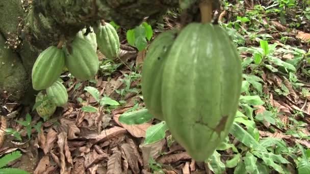 Handen Höll Närbild Skott Många Gröna Kakao Frukter Trädstam Och — Stockvideo