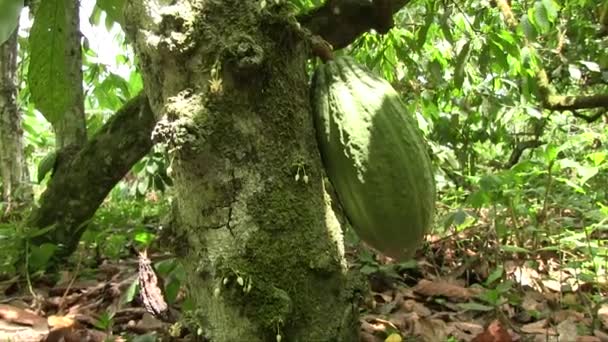 Handen Höll Närbild Skott Grön Kakao Frukt Trädstam Den Ivorianska — Stockvideo