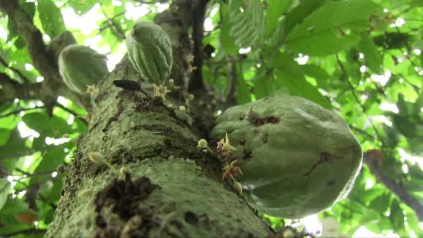 Ręka Trzymał Zbliżenie Strzał Trzech Zielonych Owoców Kakao Kwiatów Pnia — Wideo stockowe