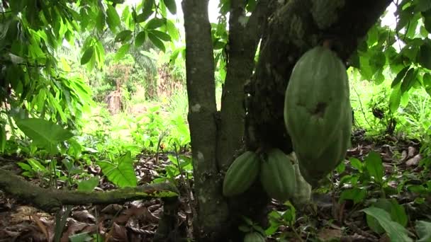 Mano Sostenida Cerca Disparo Muchos Frutos Cacao Verde Tronco Árbol — Vídeo de stock