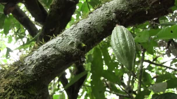 Mano Sostenida Cerca Disparo Fruta Cacao Verde Tronco Árbol Selva — Vídeos de Stock