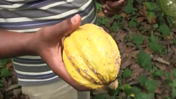Mano Sostenida Cerca Disparo Hombre Sosteniendo Una Fruta Cacao Madura — Vídeo de stock