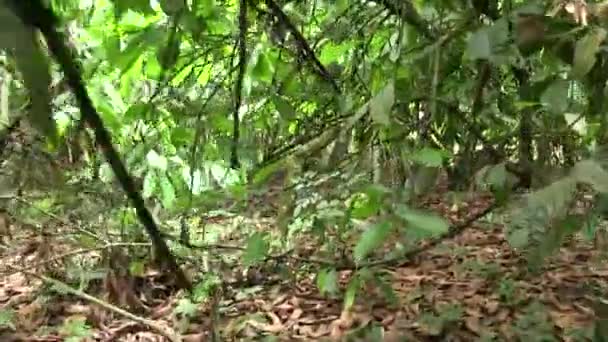 Handhållen Sökning Skott Grön Kakao Frukt Trädgren Elfenbenskustens Djungel — Stockvideo