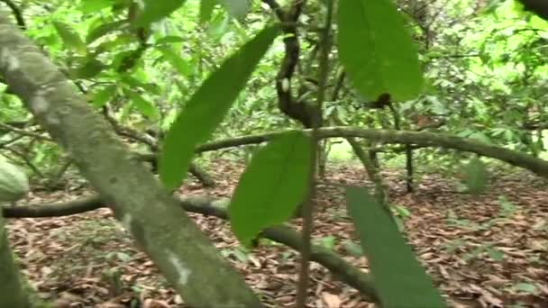 Hand Gehaltene Nahaufnahme Vieler Grüner Kakaofrüchte Auf Einem Baumstamm Und — Stockvideo
