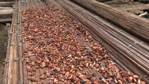 Mano Sostenida Cerca Disparo Granos Cacao Secado Una Estera Bambú — Vídeo de stock