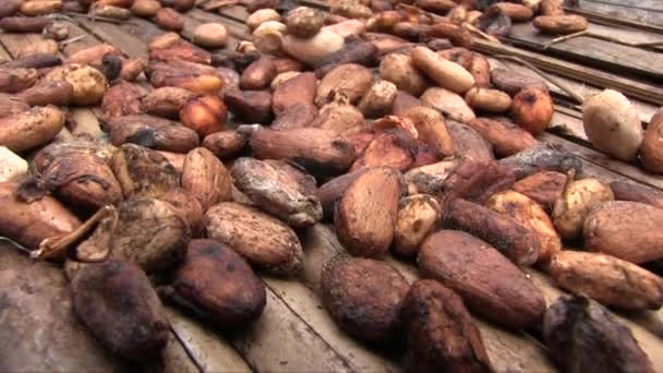 Mână Ținut Macro Împușcat Boabe Cacao Uscare Covor Bambus — Videoclip de stoc