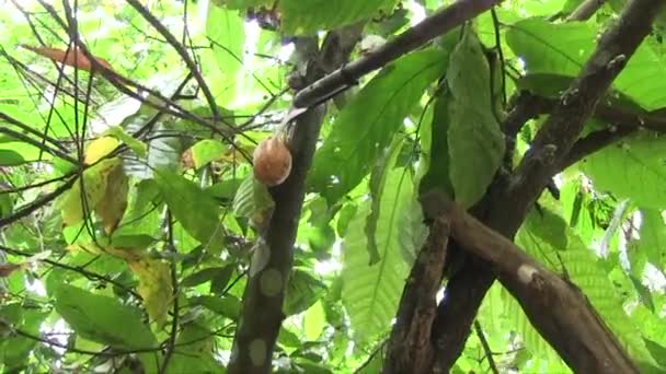 Mano Sostenida Cerca Disparo Del Agricultor Cortando Grano Cacao Maduro — Vídeos de Stock