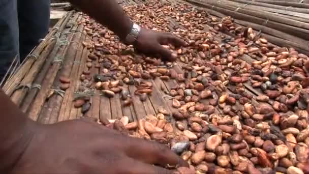 Ręka Trzymał Zbliżenie Strzał Rolnik Czyszczenia Ziarna Kakao Rozłożone Wyschnięcia — Wideo stockowe