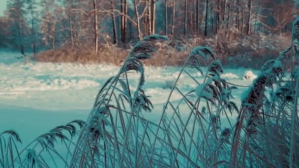 Kışın Çayırlarda Ormanlarda Çayırlarda Karlı Arazide Geniş Açılardan Yayılan Buzullar — Stok video